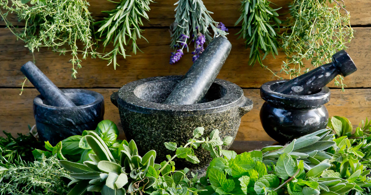 plantes en phytothérapie